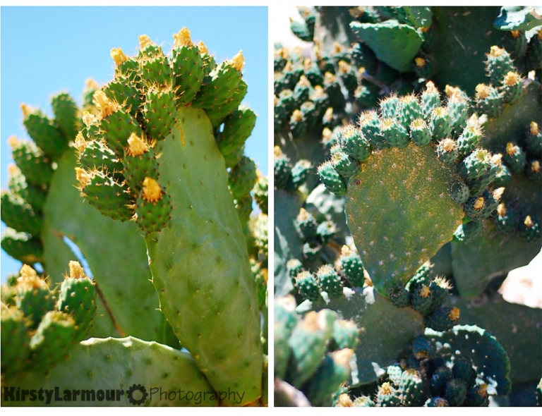 pricklypears