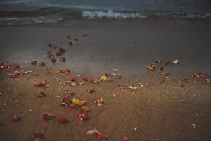 Flowers ona beach in Chennai, India by Kirsty Larmour travel photographer